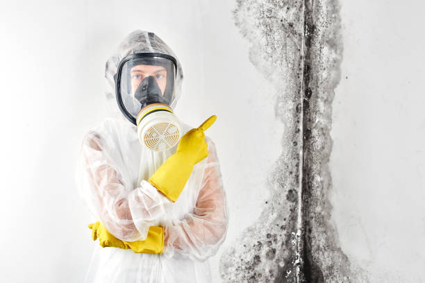 Mold Odor Removal Services in Wellington, KS