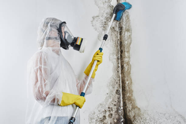 Why You Should Choose Our Mold Remediation Services in Wellington, KS