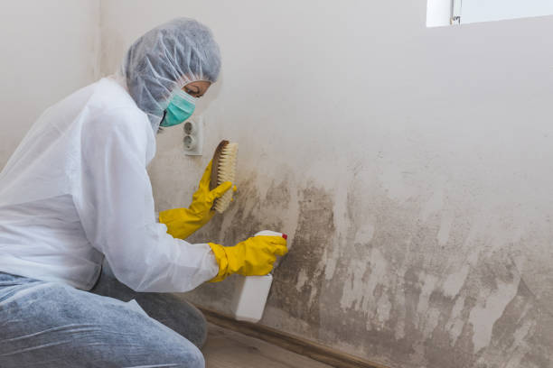 Professional Mold Removal Services in Wellington, KS