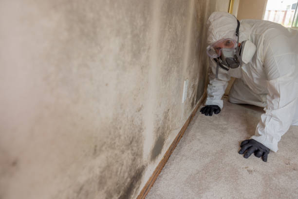 Best Mold Damage Restoration  in Wellington, KS